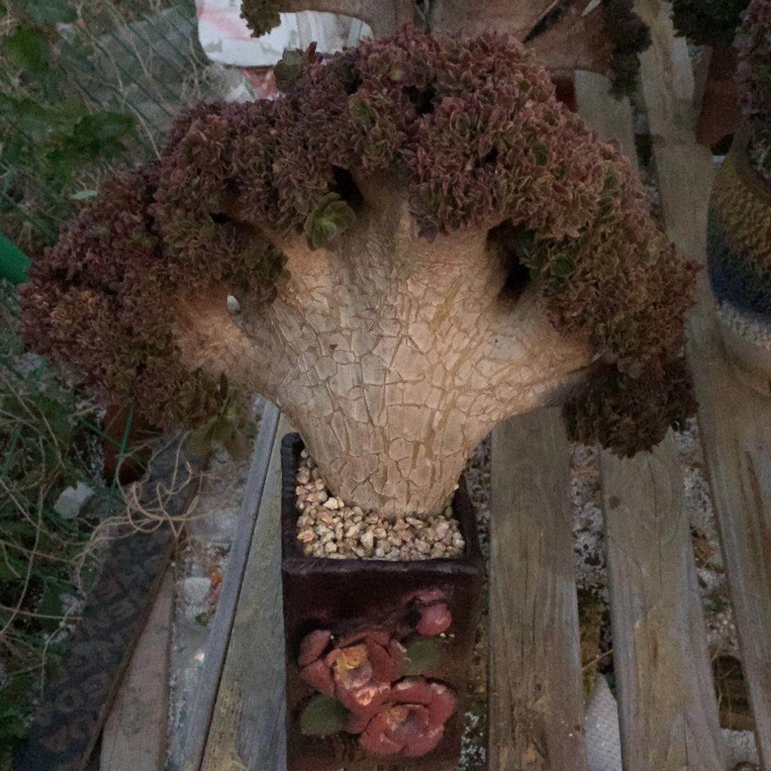 玫瑰一颗正版微瑕