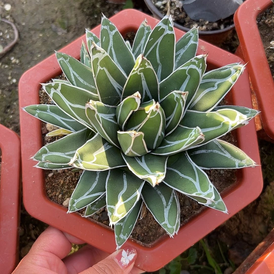 多肉植物屉之雪单头