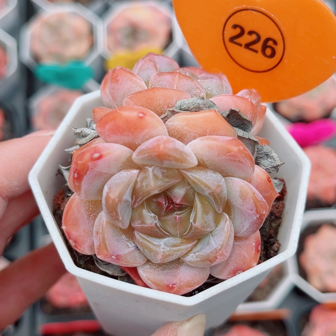 226号小老桩糖心双头