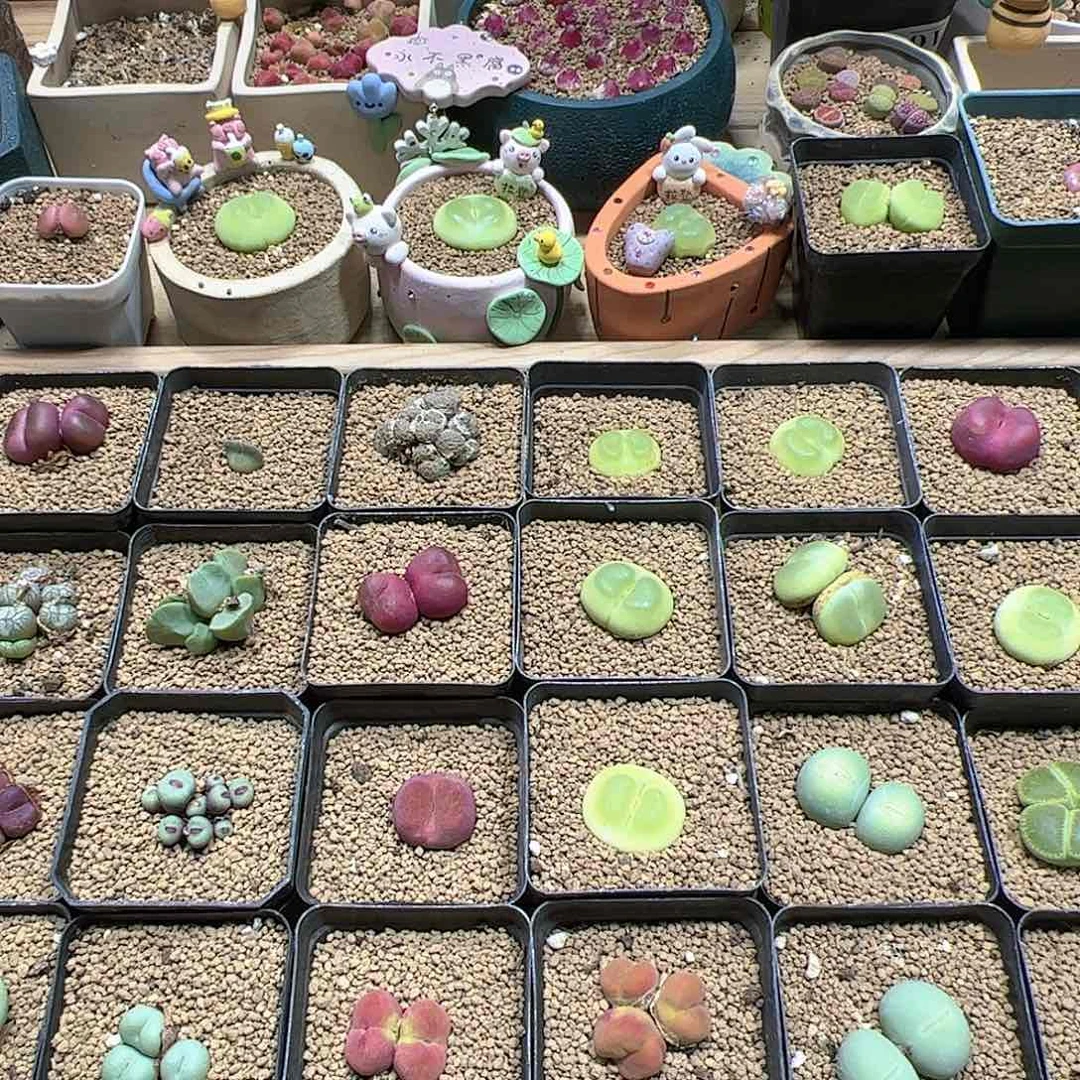 【闪购商品】四***圆50元，自己备注