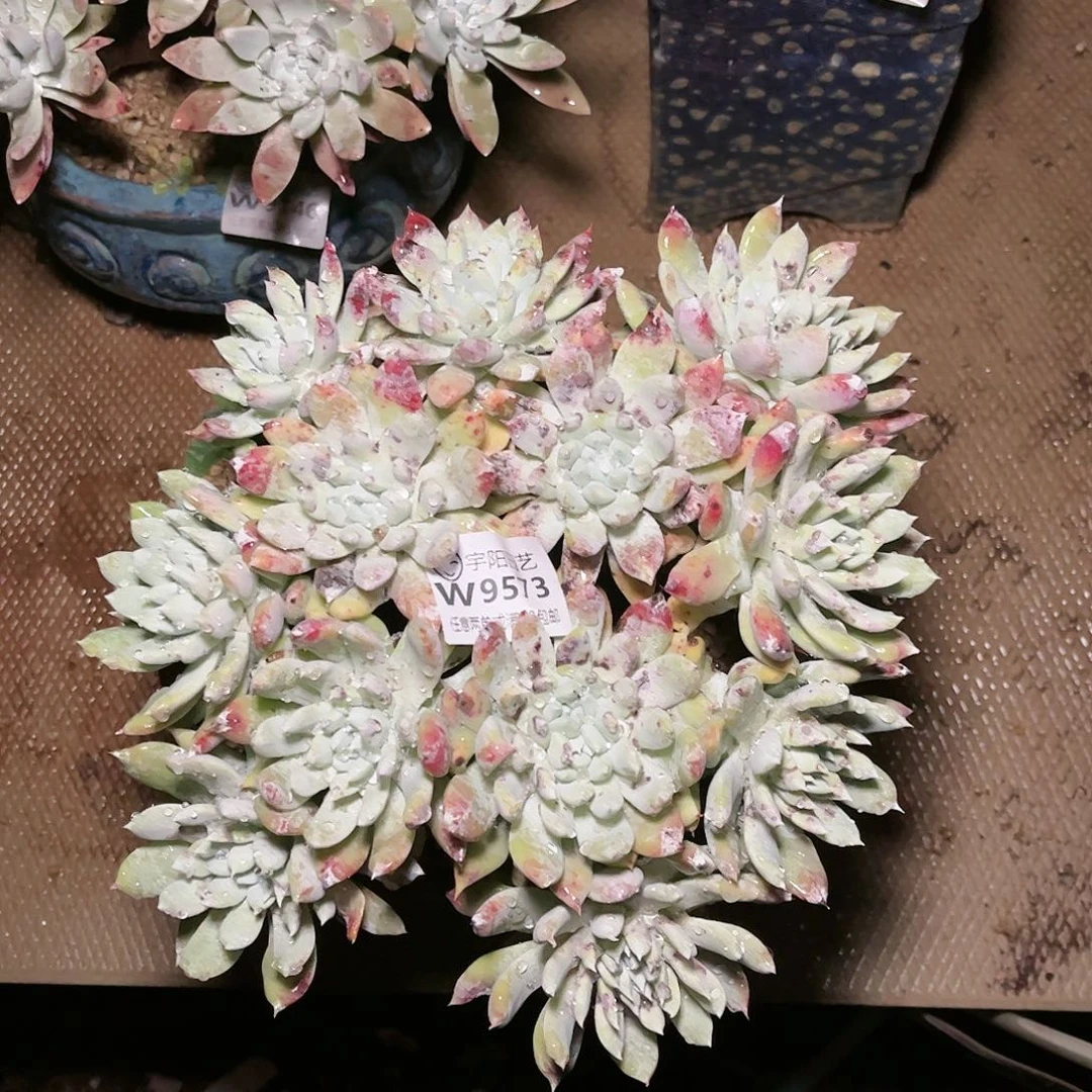 9573帕翠啥仙女杯多肉