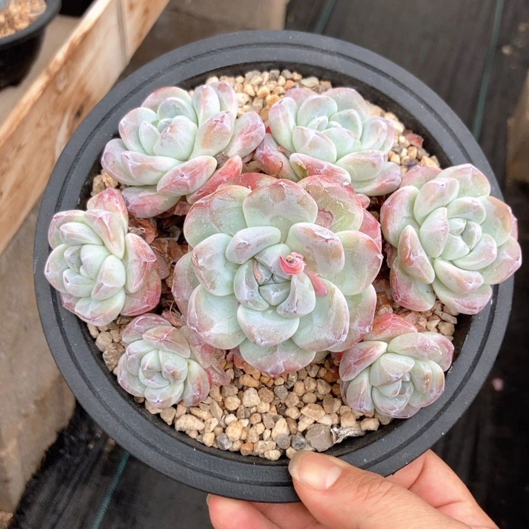 冰玉老桩 一物一拍不支持退换