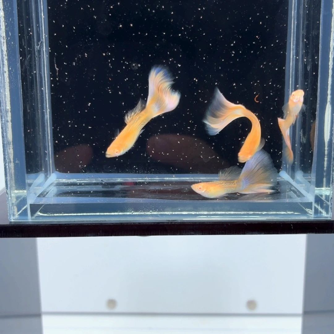 孔雀鱼樱花粉狮四公（48）
