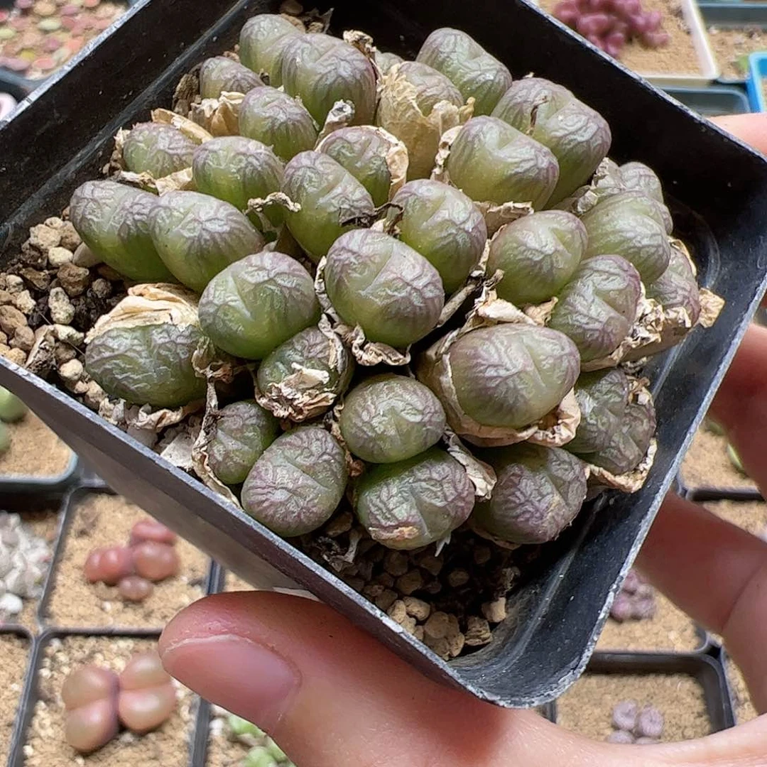 【闪购商品】130 送奶杂
