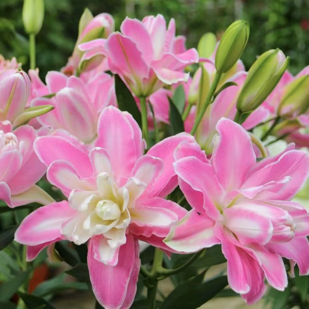 莲花仙子1球大球《重瓣香水百合》盆栽阳台庭院白色春季趣味盆栽耐