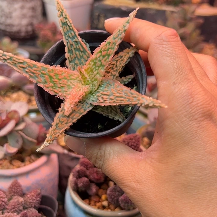 水蜜桃吉祥如意等名家名作和
