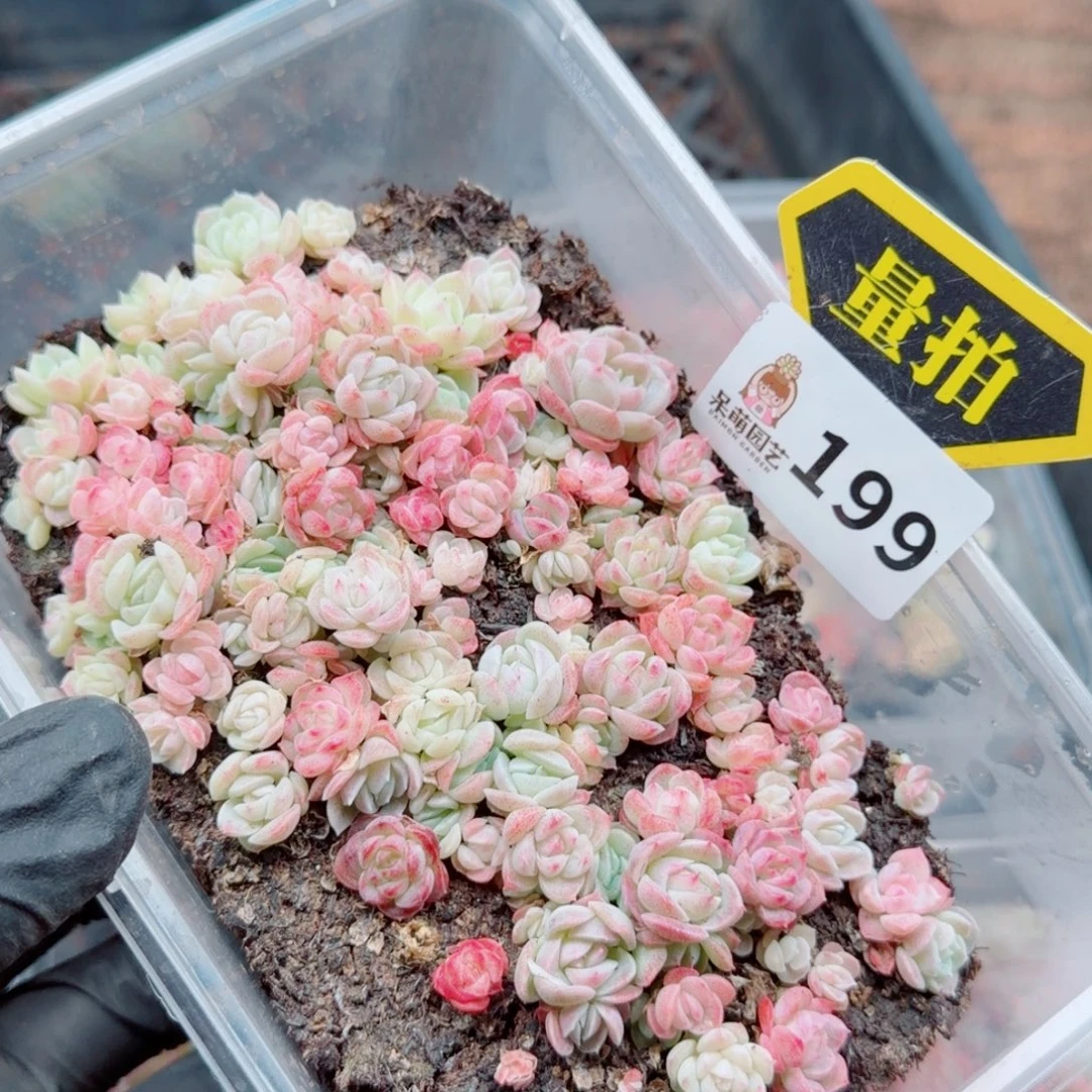 多肉植物多肉植物