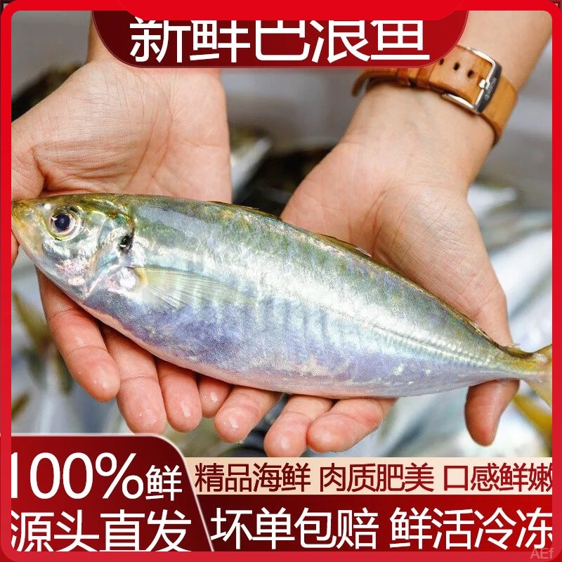 东山岛养殖巴浪鱼土豪大巴浪竹荚鱼新鲜速冻鱼类酒店餐饮用海鲜