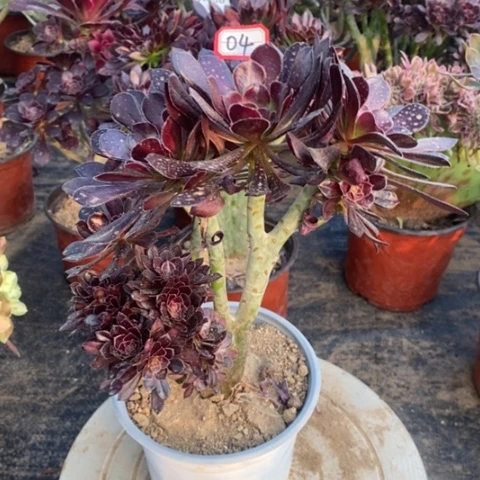 黑发缀朵朵一物一拍