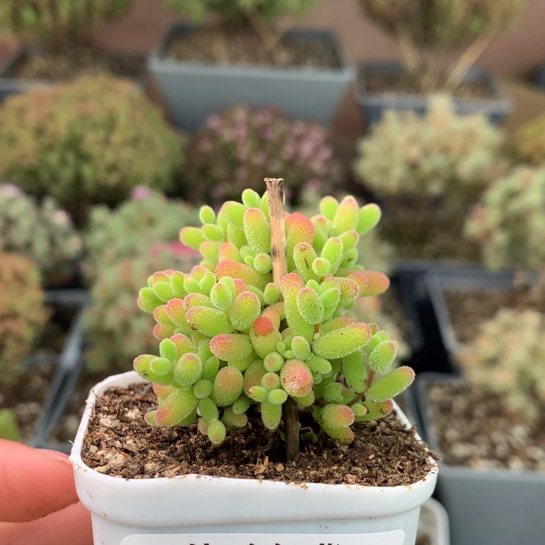 332蜜橘糖球 。