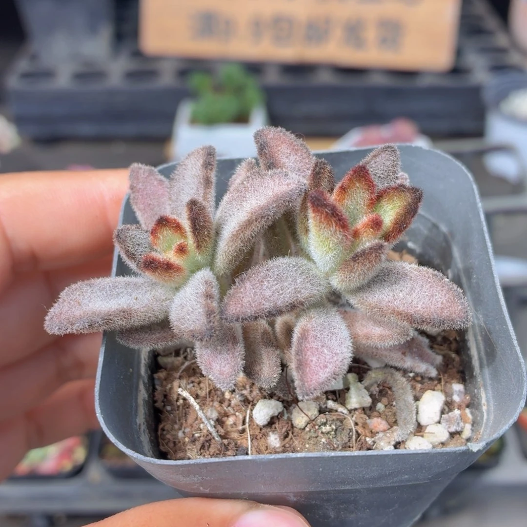 黑兔耳多肉9.9包邮发货