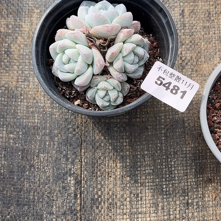 阿雅园艺。       5481冰玉