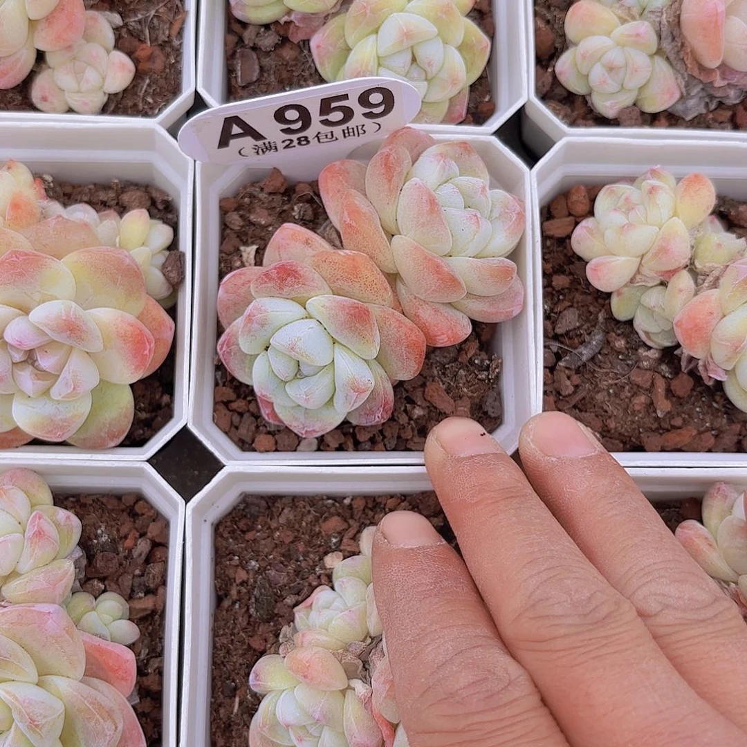 A959冰玉一物一拍