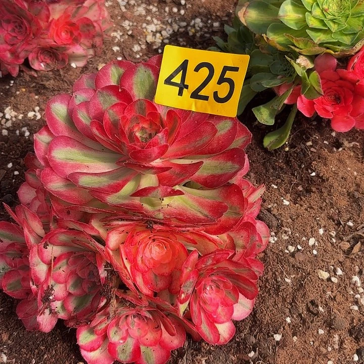 多肉植物福利来425