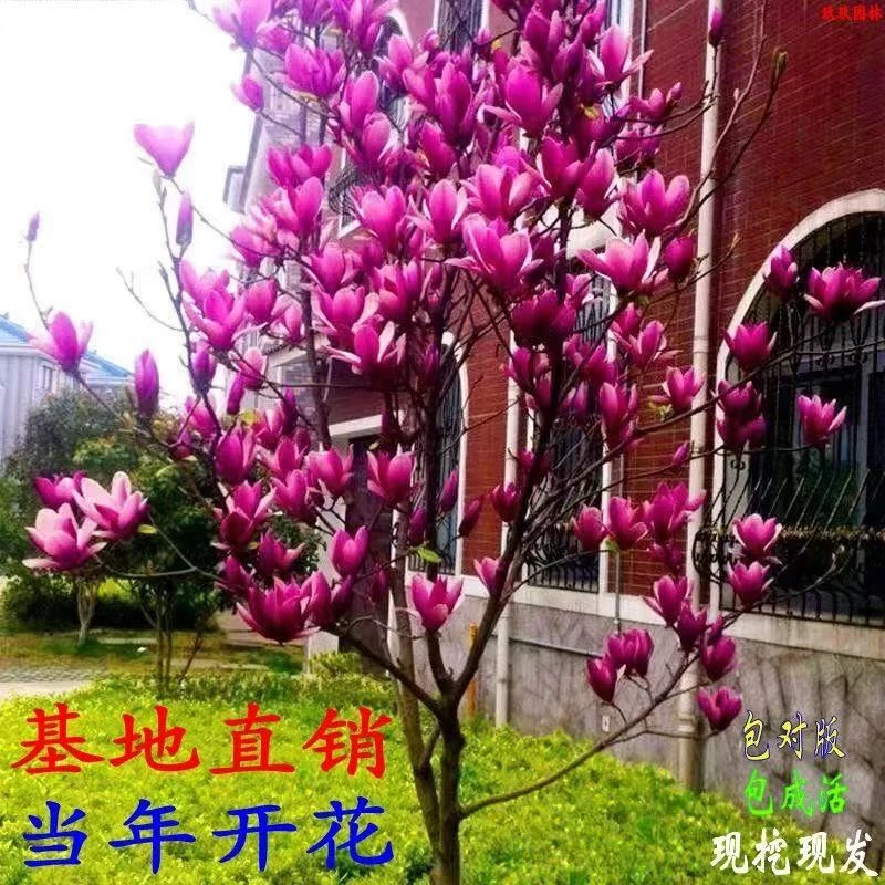 玉兰花树苗带花苞紫玉兰矮化盆栽南北方种植庭院四季花卉耐寒植物