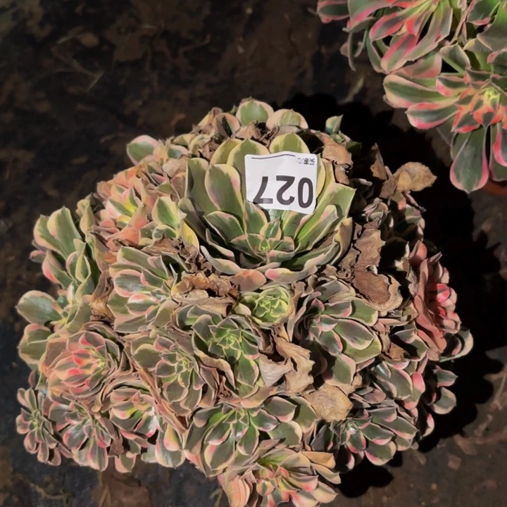 027皇后多肉植物不售后