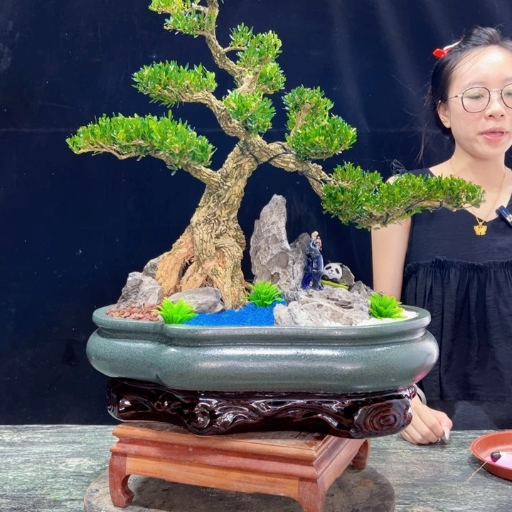 无花朵皱皮黄杨四季常青