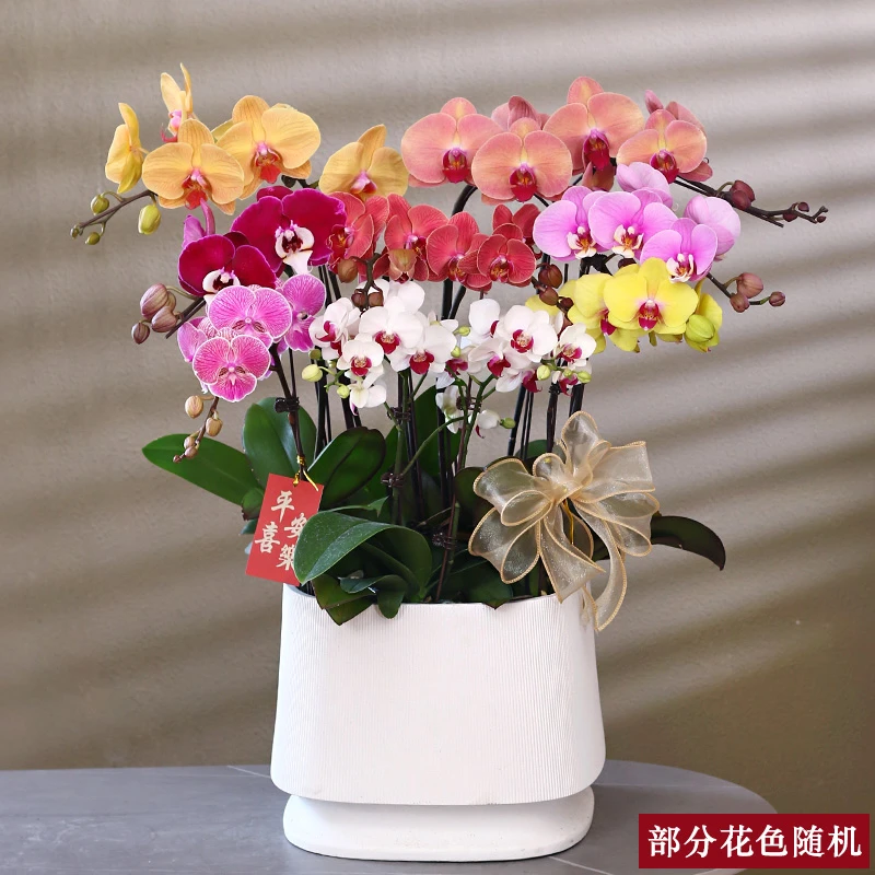 蝴蝶兰【大盆彩花】带花带盆组好伴手礼送礼茶桌婚礼客厅美化装饰