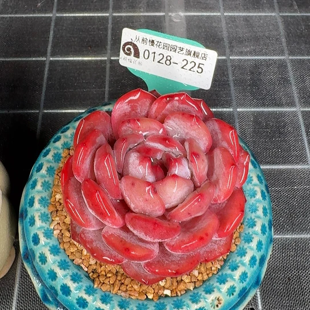 从前慢花园多肉0128-225