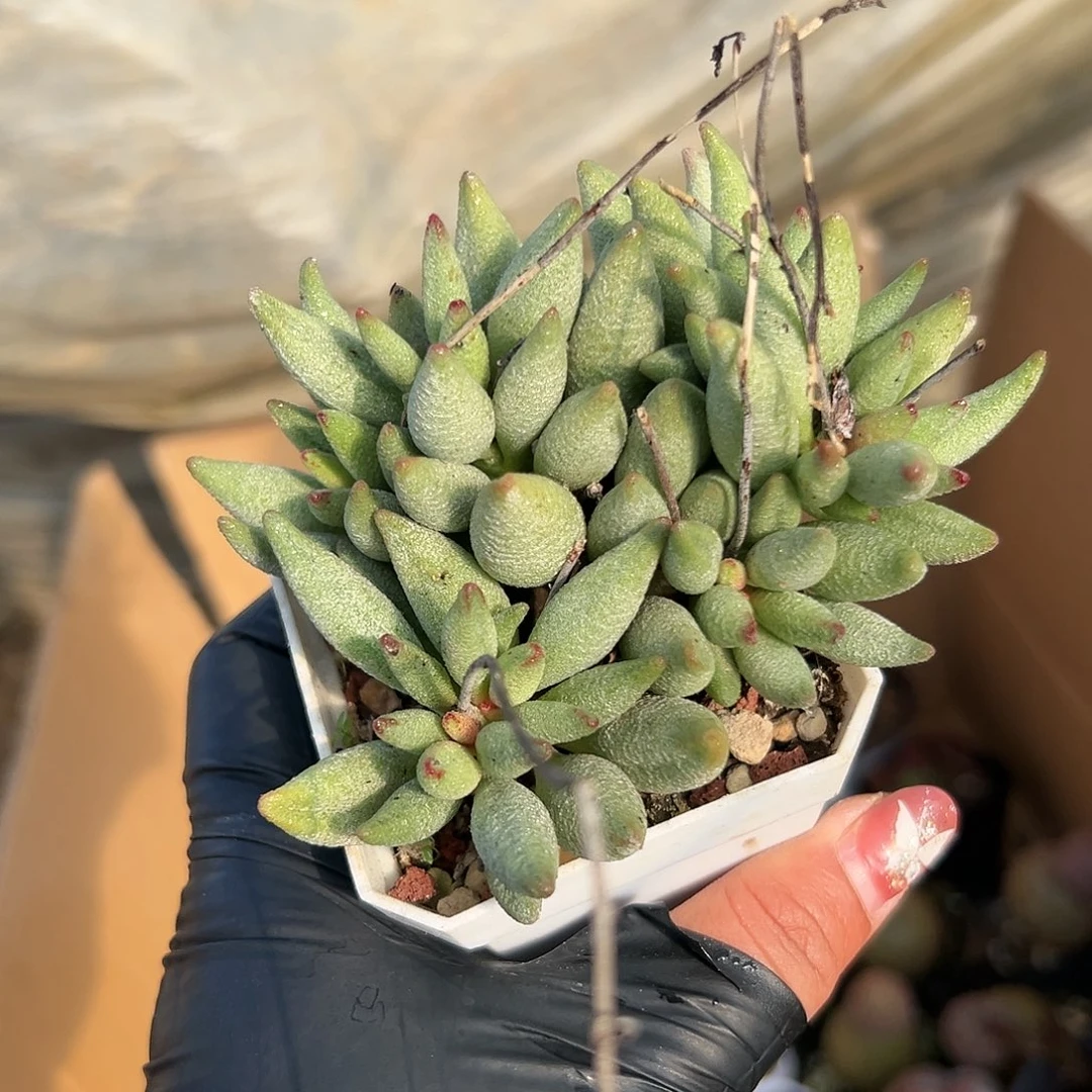 多肉植物绿鹦鹉嘴