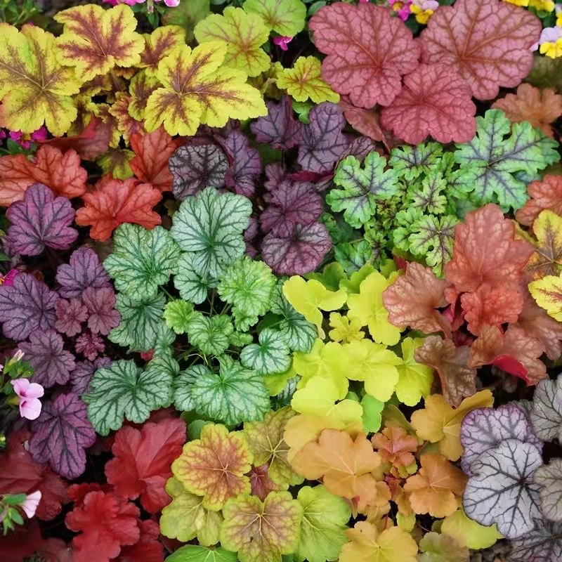 矾根绿植盆栽室内组合耐寒阳台植物宿根耐热庭院观叶花镜四季花园