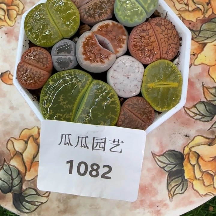 1082生石花多肉植物的