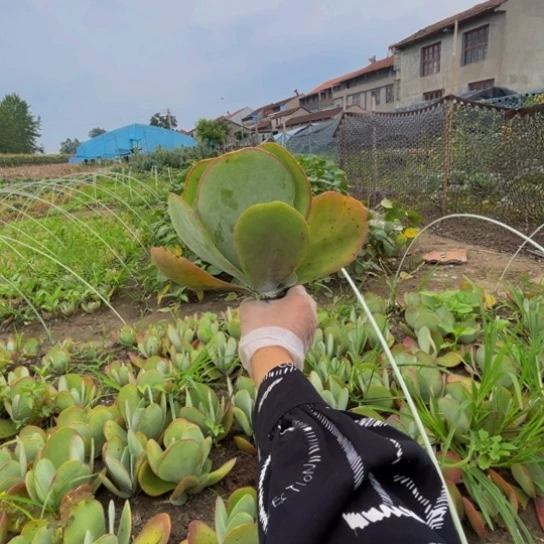 幸****?唐印植物一颗大号