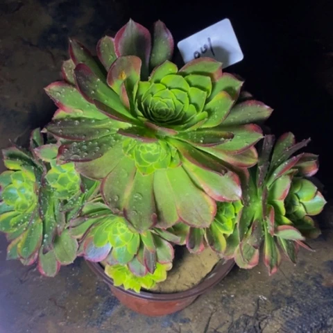 奶白多肉植物一物一拍001多肉