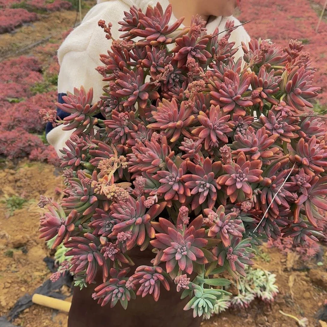 秋丽 一颗不包损15米