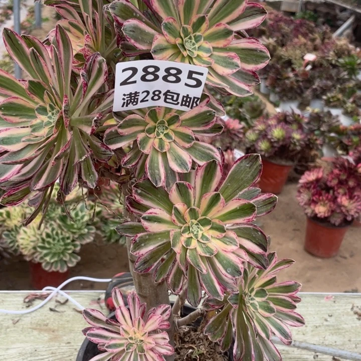 2885二号棚V仅仅多肉A