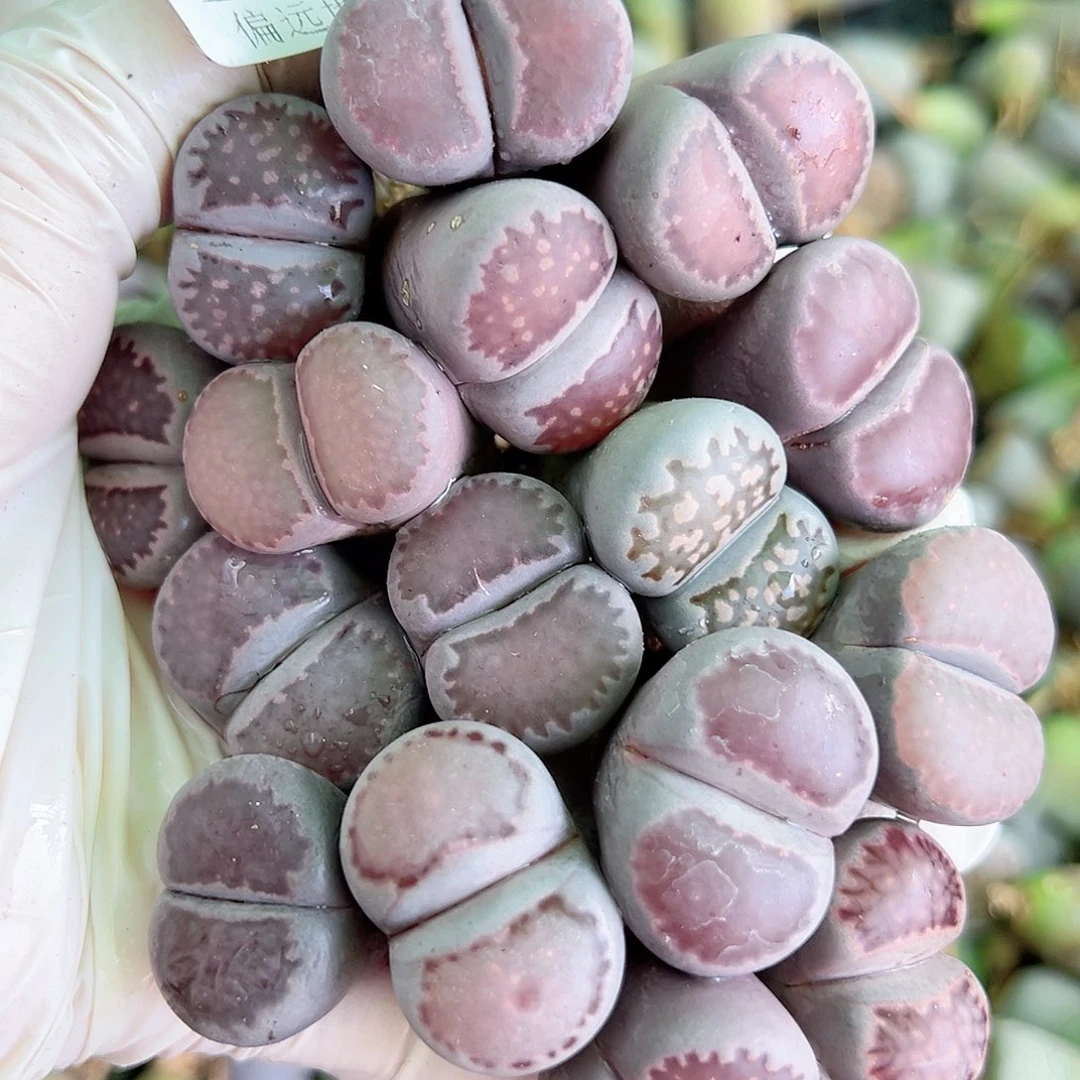 5593 好养易活生石花大母本16个部分大长腿特价处理