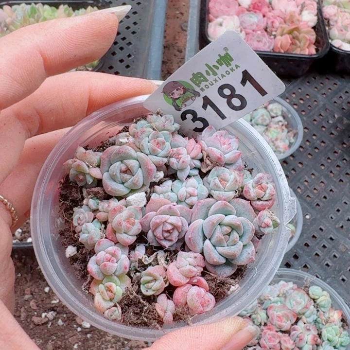 多肉植物多肉植物