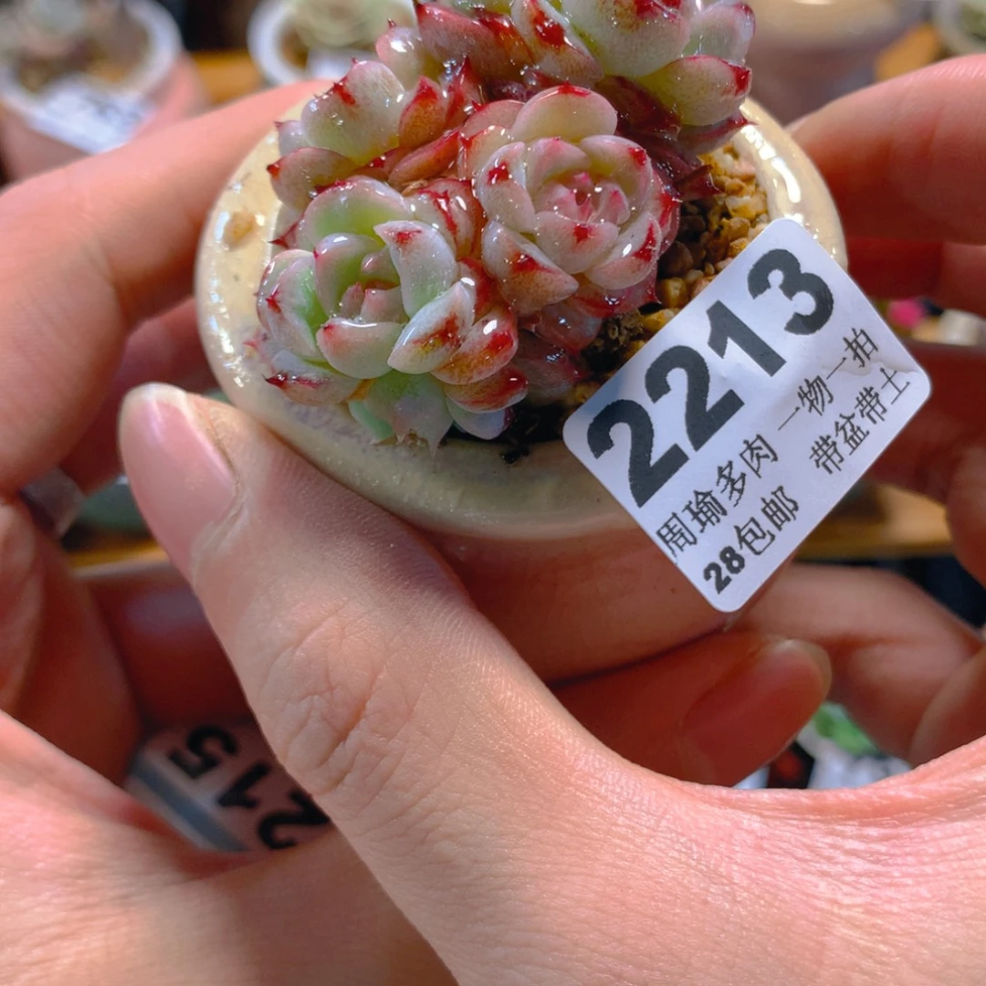 5厘米盆精控多肉2213