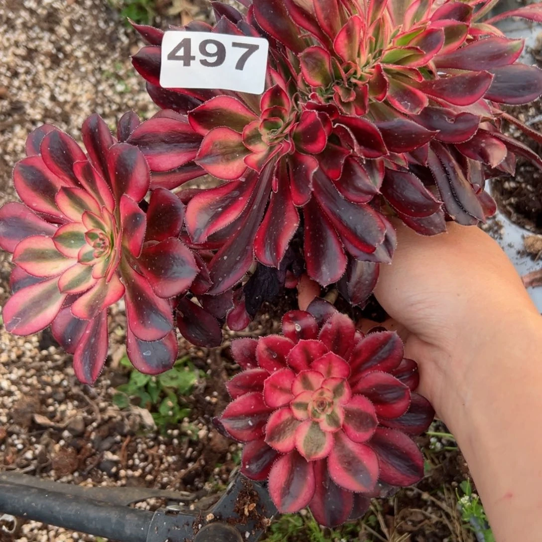 497 号多肉植物法师新年福利