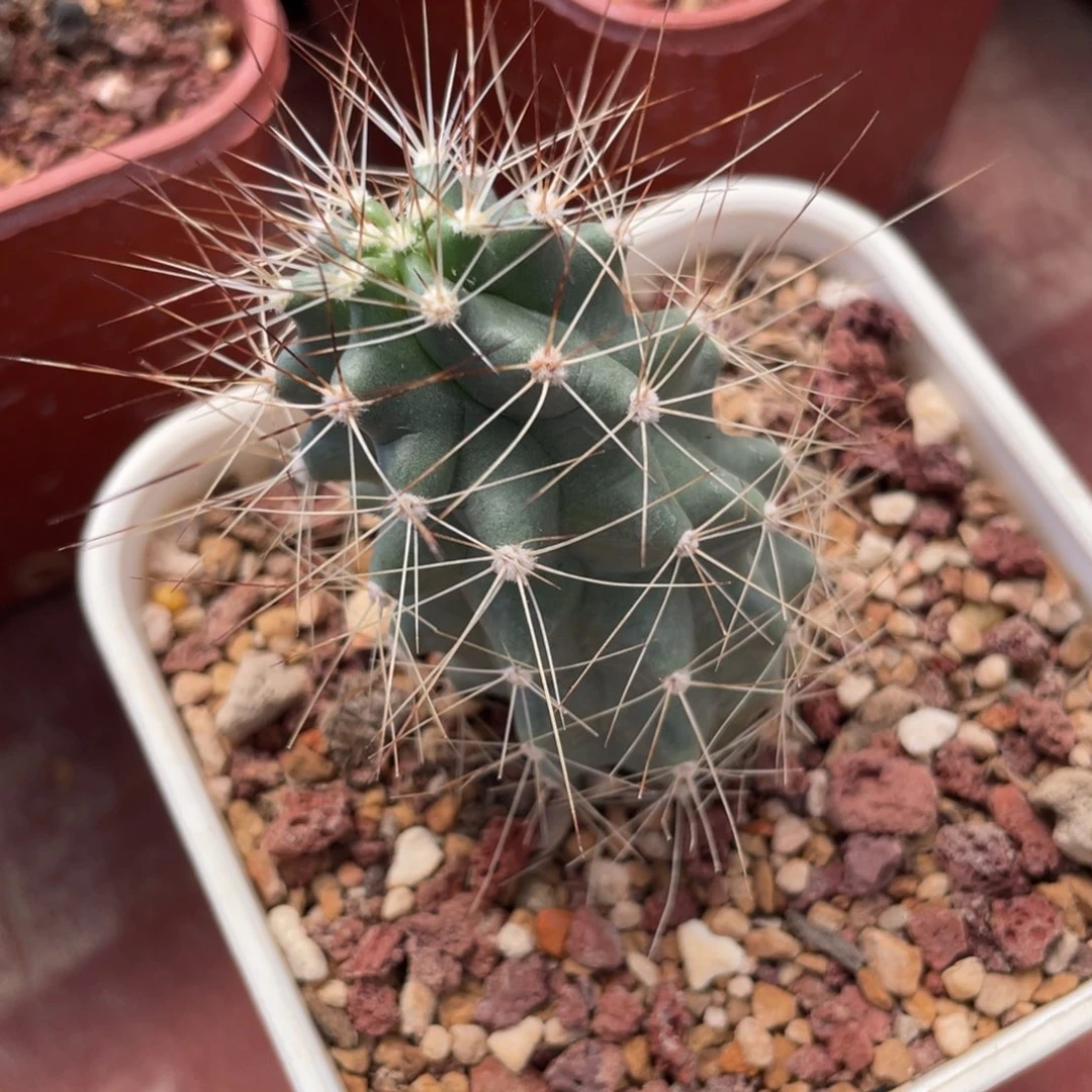 鹿角柱实生仙人球麻虾