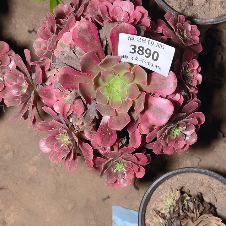 3890美杜莎多肉植物