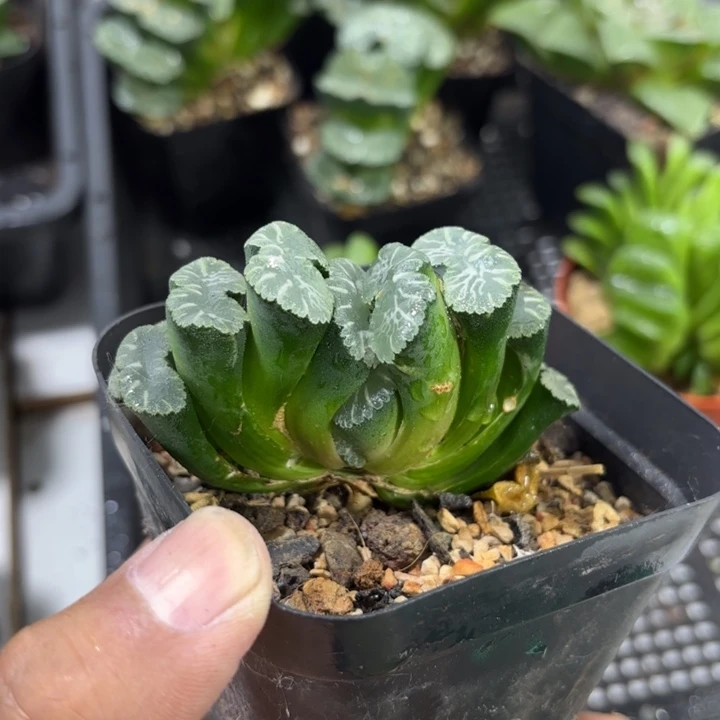 瑕疵母本狮子舞 带盘发货