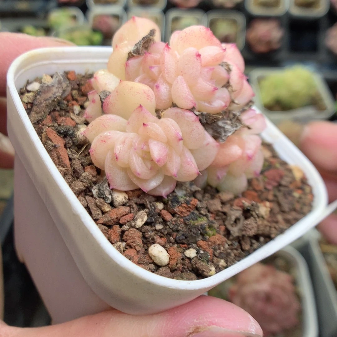 Q65y y y y y y y y y