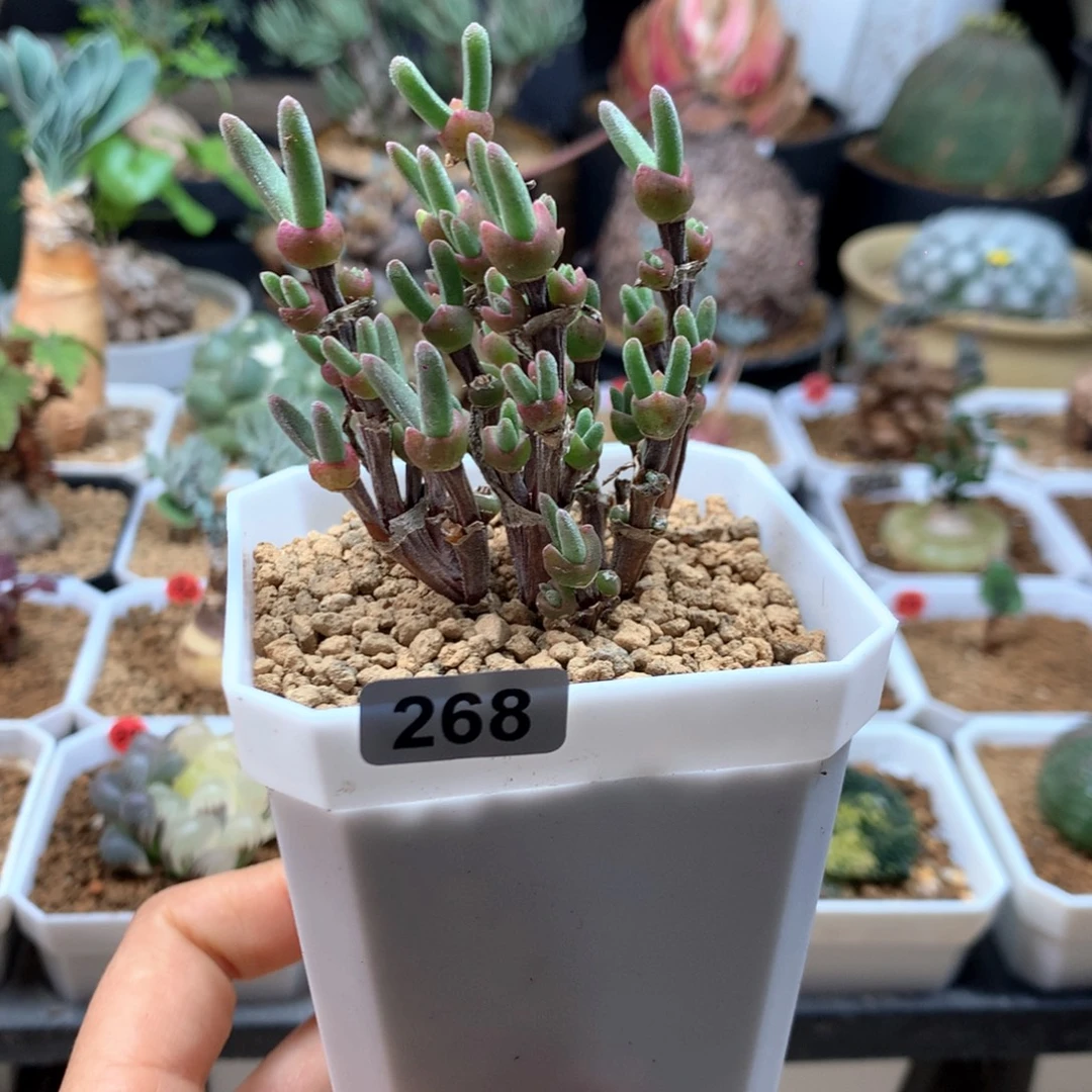 枝干兔子带盆多肉268