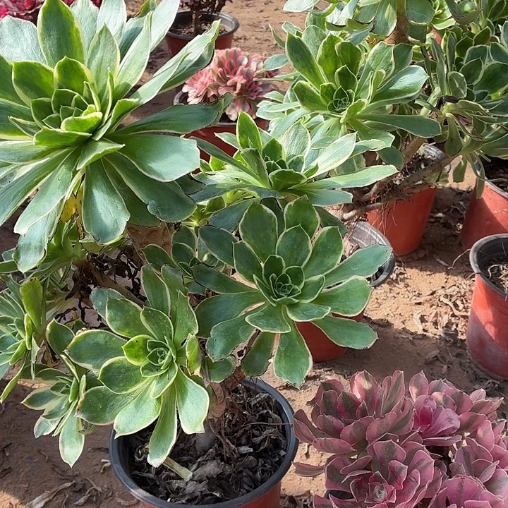 大叶绿玫瑰+粉女巫