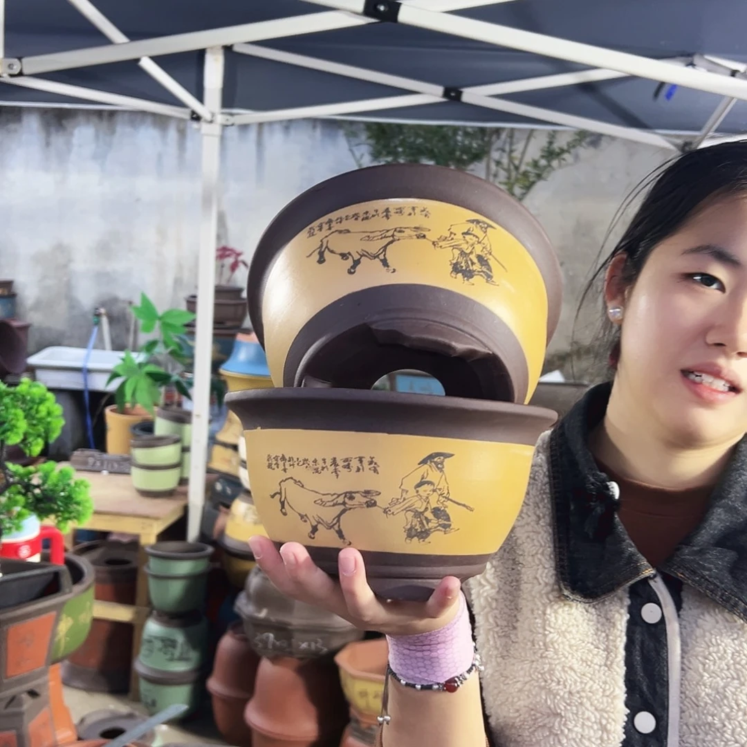 17+17黄色放牛娃三角金钟