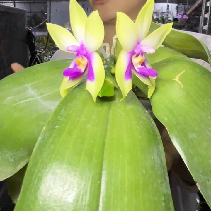 用***0完全开放葫芦娃开花