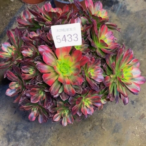 安娜多肉植物5433