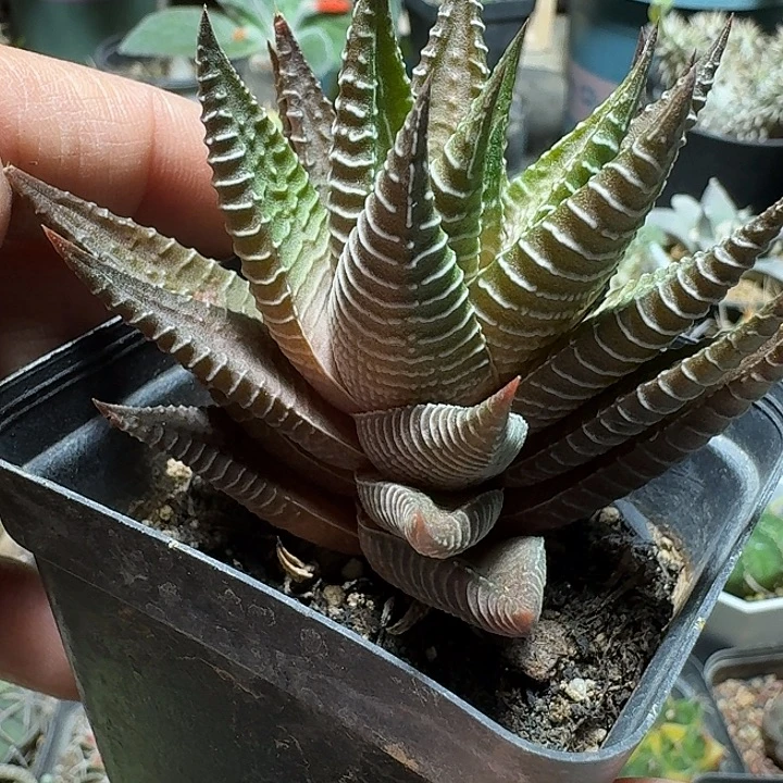 179白蜘蛛脱土发货自根