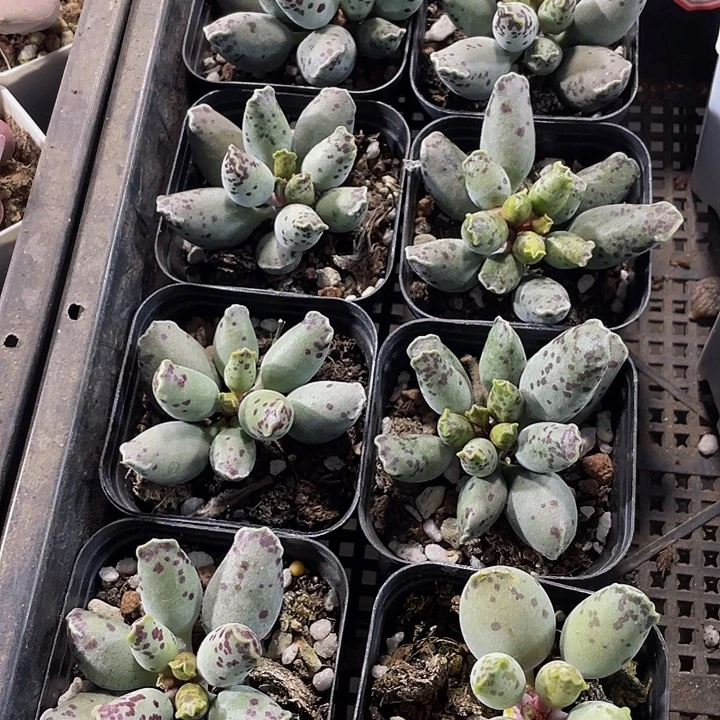 大海豹带盆土发货