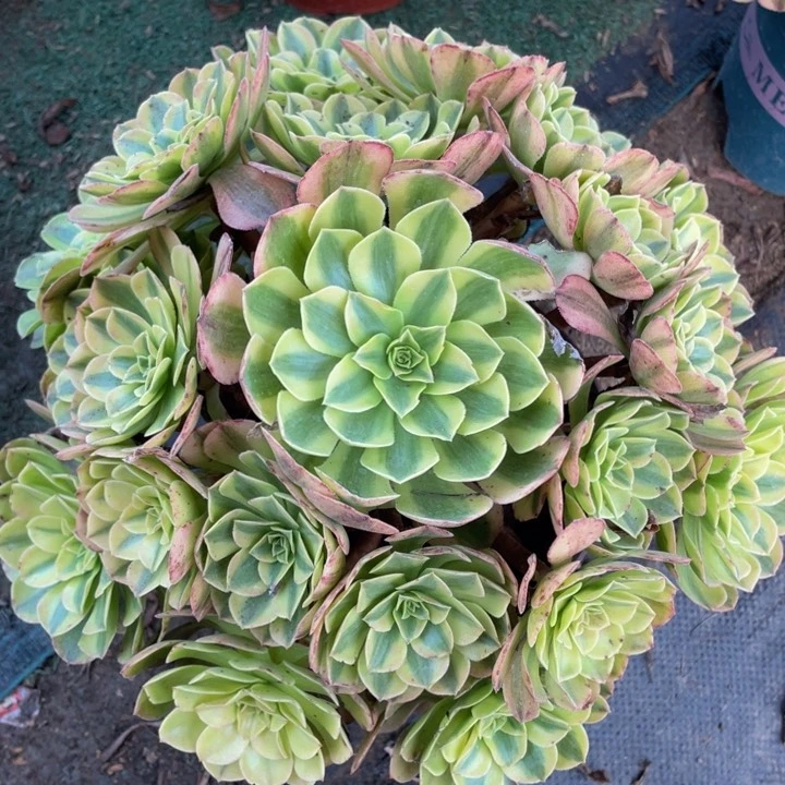 326雨合精品法师多肉