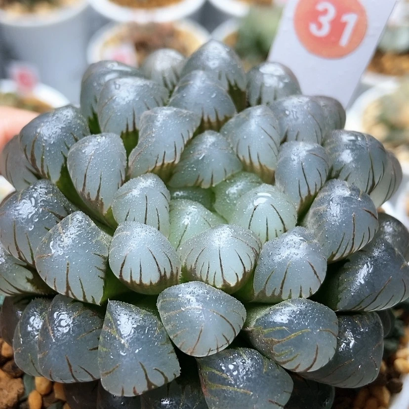 【闪购商品】冰灯31