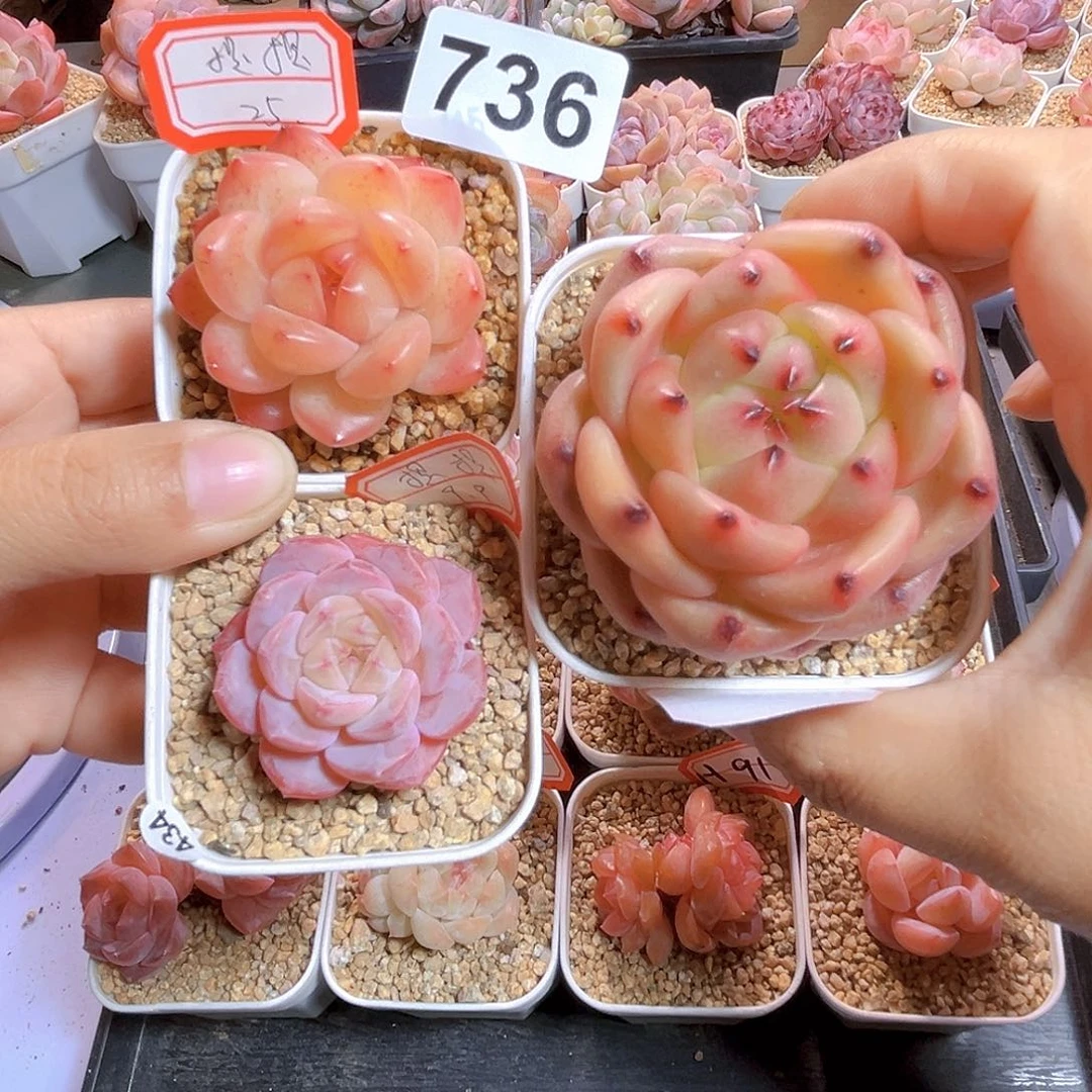 提***提736  珍妮3个 满18包邮