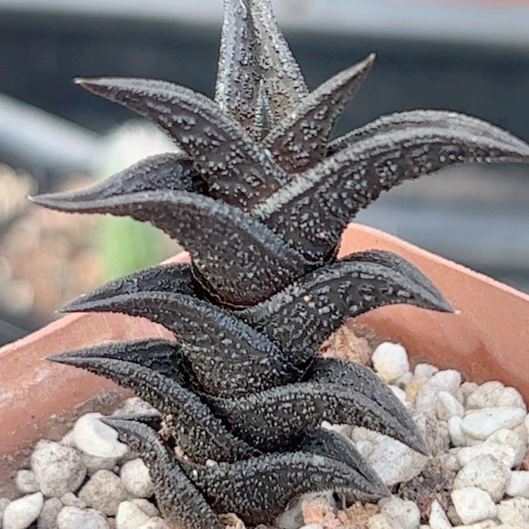 实生 尼古拉硬叶