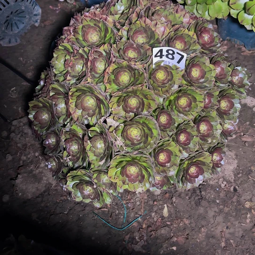 法师法师14-6包邮法师